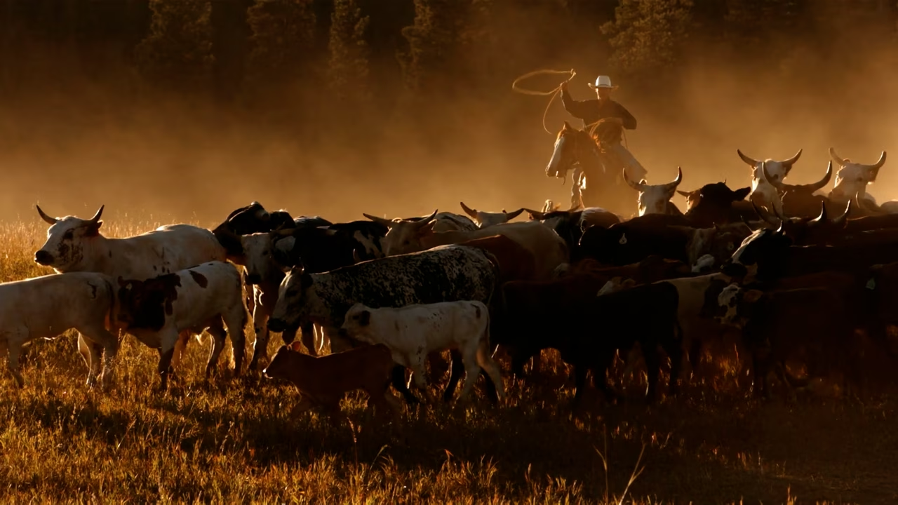 United States Cattle Ranching Advocate United States Cattle Ranching Advocate